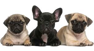 These three breeds are all brachycephalic breeds, but they are still different in many. Pug Vs French Bulldog Which One Makes The Best Pet