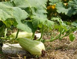 Summer squash varieties such as yellow straightneck, zucchini, and scallop are harvested all summer until early fall. Growing Butternut Squash A Full Guide Gardening Tips