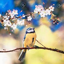 Cute natural attractive flower images. Square Natural Background With Cute Bird Chickadee Sitting Among Stock Photo Picture And Royalty Free Image Image 121702954