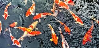 Bagaimana Memilih Cat Dinding Untuk Kolam Ikan Koi