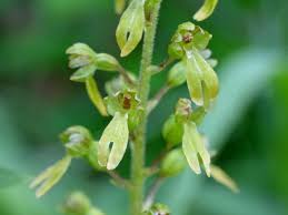 Image result for Diclis ovata