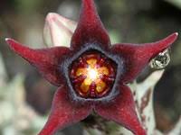 Image result for Orbea umbracula