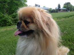 Here's some viewing information for puppy bowl xvii , which will feature 70 dogs from 22 different rescue groups and shelters across the northeast. Puppies For Adoption Advance Nc Godbey Creek Canine Rescue