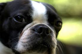 Positive reinforcement isn't just for dogs. The Shocking Truth About Canine Distemper Petguide
