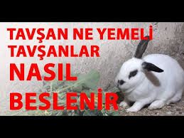 Evde Tavsan Bakimi Tavsanlar Neler Yer Youtube