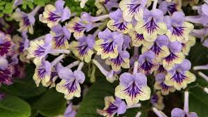 Image result for Streptocarpus