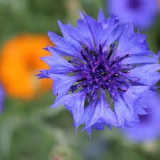 We did not find results for: Cornflower Seedball