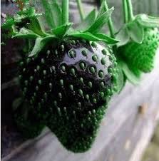 larry corpus (larrycorpus)