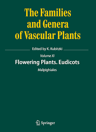 Image result for Aneulophus africanus