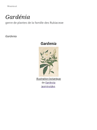 Image result for Gardenia transvenulosa