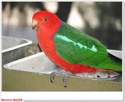Avustralya Kral Parrot Kus Avustralya