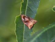 Image result for Archips podanus