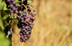 A 4.4 serving of red or green european grapes has approximately 87 calories in; Grape Nutrition Facts And Why Eating Too Many Grapes Is Bad