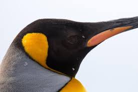 The giant waddling sea bird stood 1.6 metres (63 inches) high and weighed 80 kilograms, about four times heavier and 40cm taller than the modern emperor penguin canterbury museum researcher vanesa de pietri said it was the second giant penguin from the paleocene era found in the area. Giant Penguin Find Remains Suggest Huge Bird Was Taller Than A Human The Independent The Independent