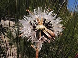 Image result for Austrosynotis