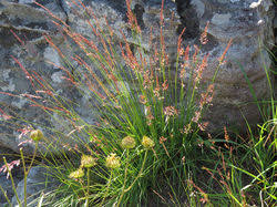 Image result for Melinis ambigua