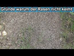 Nämlich wann die matte sich auflöst. Warum Keimt Der Rasen Nicht Ursachen Weshalb Der Rasen Rasensamen Nicht Keimen Wachst Youtube Keimen Rasen Veranschaulichung