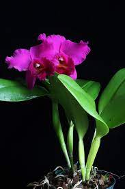 Cattleya Penang Black Caesar Cattleya Cattleya Orchid Orchid Flower