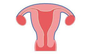 Der embryo hatte knapp zwei wochen vorher mit der entwickunlg aufgehört (etwa 6+2ssw). Zyklus Nach Fehlgeburt Wir Eltern