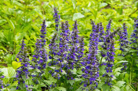 Image result for Lamiaceae