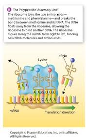 Why does dna replication take place at many places on the molecule simultaneously? Review Sheet Units 9 10 Cell Cycle Dna Gene Expression Pdf Free Download