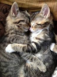 Que Calorcito Tan Rico Me Das Cute Kittens Hayvanlar Sevimli Kediler