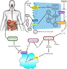 3949 e guasti rd # d, ontario, ca 91761. Iron Mediated Toxicity And Programmed Cell Death A Review And A Re Examination Of Existing Paradigms Sciencedirect
