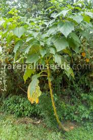 Image result for Nicandra