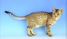 FBRL: Ocicat Breeders