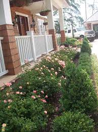 Clusters of clear pink double flowers sit atop dark green glossy. Sweet Drift Rose Rose Garden Design Drift Roses Hybrid Tea Roses Garden