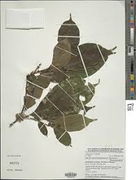 Image result for Thomandersia hensii