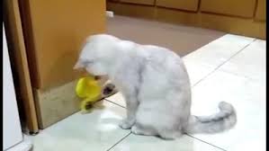 My Cat Just Sit Here And Play All Day Alone Video In 2020 Interactive Cat Toys Cat Toys Pets