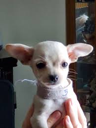 Browse thru thousands of chihuahua dogs for adoption in michigan, usa area , listed by dog rescue organizations and individuals, to find your match. Chihuahua Puppies For Sale Evart Mi 322362 Petzlover