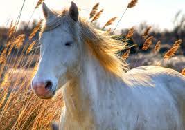 Colorie le cheval en beige clair avec des taches plus foncées et des sabots gris. Camargue Cheval Wikipedia