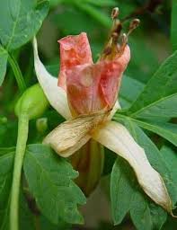 Image result for Cardiospermum halicacabum