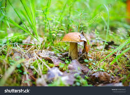 Photo & Image Portfolio by anna.vlasova | Shutterstock Contributor