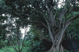 Image result for Ficus sansibarica
