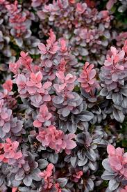 Image result for Berberis thunbergii