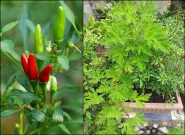 Serai wangi menghalau nyamuk /lipas l lemongrass repels mosquitoes/cockroaches l review. Tanamsendiri Com Grow Your Own Selamat Jalan Lalat Putih Whitefly