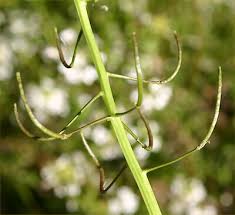 Image result for Nasturtium microphyllum
