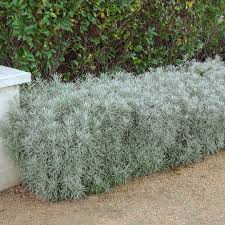 Image result for Helichrysum geminatum