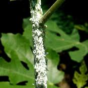 Bonjour joce573, désolé pur vos plantes.mais je crains que seul un bon insecticide pourrait, éventuellement, donner un résultat et encore. Lutter Contre Les Cochenilles Jardinage