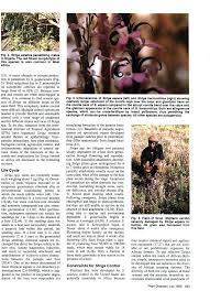 Image result for Striga aspera