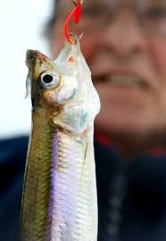 Great Bay ice fishing 2010