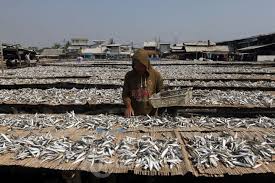 Maybe you would like to learn more about one of these? Nelayan Menjemur Ikan Hasil Tangkapan Tribunnews Com