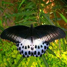 Accept Change For Beauty Is The Only Possible Result Libellen Schmetterling Insekten