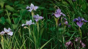 Image result for Iridaceae