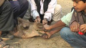 The root phrase is usually attributed to be a saying of arabs, or middle eastern cultures, roughly as follows: Pushkar Camel Nose Piercing And Decoration Youtube
