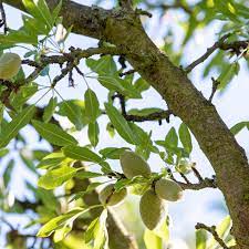 We did not find results for: How To Grow And Care For Almond Trees
