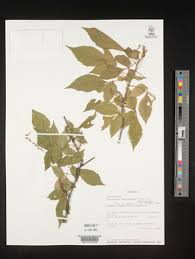 Image result for Pancovia golungensis